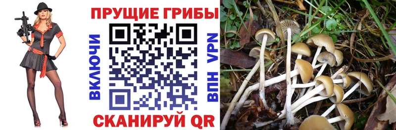 Галлюциногенные грибы Psilocybine cubensis  купить наркотик  Богучар 